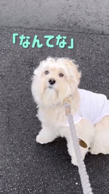 道で踏ん張って飼い主さんを見つめる犬