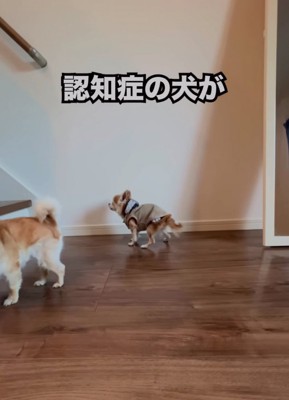 階段の上に吠える