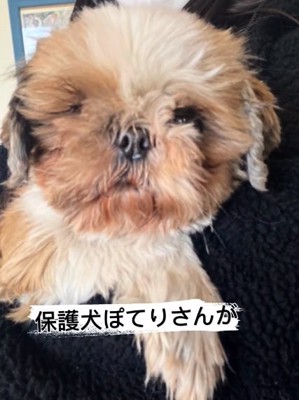 保護犬ぽてりちゃん