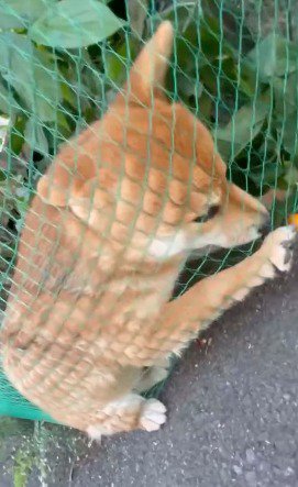 ネットの間に座り込む犬