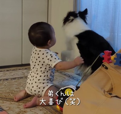 後ろを向いている犬と犬を見ている赤ちゃん