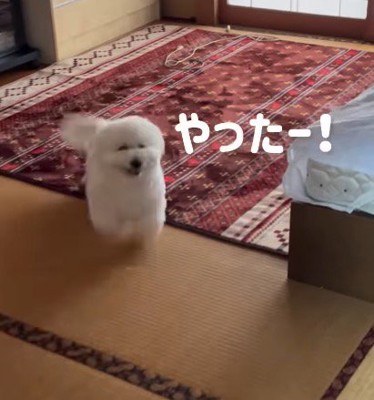 笑顔で飼い主に近寄る犬