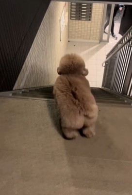 飼い主を見つけた小型犬