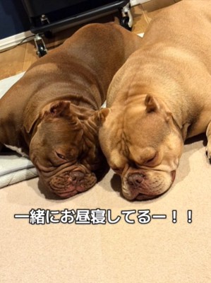 眠る2匹の犬