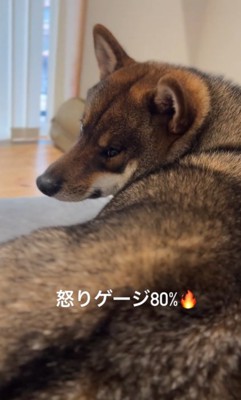 お尻を触られて怒っている柴犬