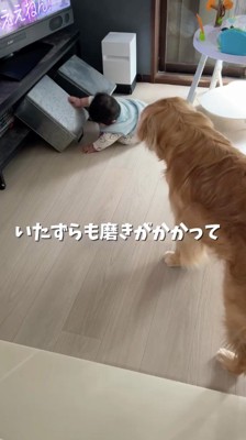 テレビ台の箱を取り出す赤ちゃん