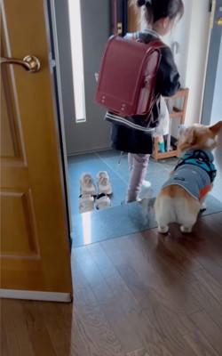 驚いて立ち上がる犬