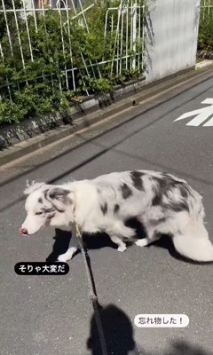 慌てて取りに戻ろうとするルークくん