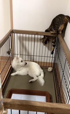 隙間に入り込むナルちゃん