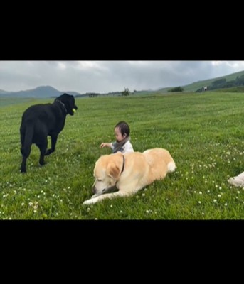 ボールをくわえる黒い犬