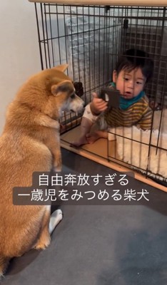 ケージに息子さんが…