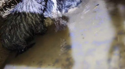 泥だらけの子犬たち