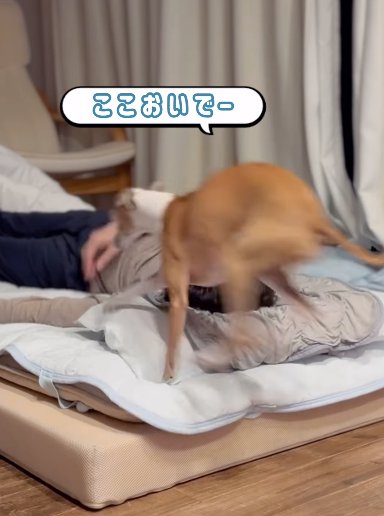 ダッシュで飼い主の男性の布団に飛び込むイタリアングレーハウンド