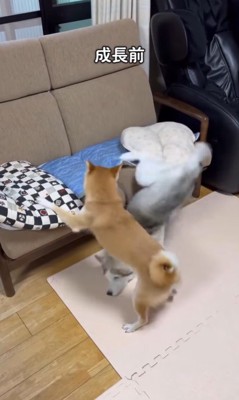 アシㇼちゃんの成長前と成長後6