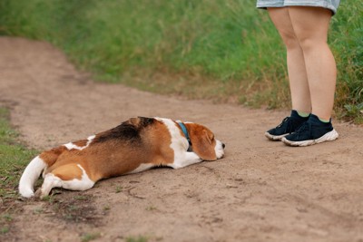地面に伏せる犬