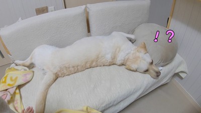 「お散歩」と聞いて、お顔をピクッ