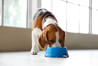 低い位置のボウルから食べるビーグル