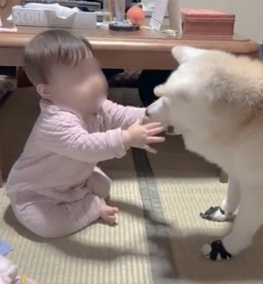 両手で顔に触れられる犬