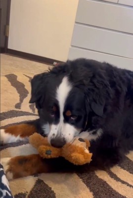 おもちゃを咥えて正面を見る大型犬