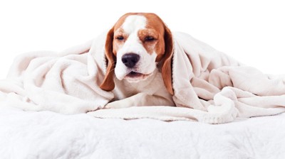 ブランケットに包まって顔をしかめている犬