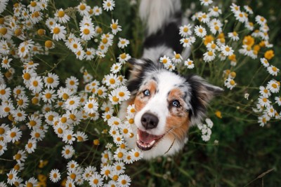 花畑の犬