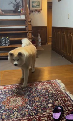 健くんの熱烈歓迎4