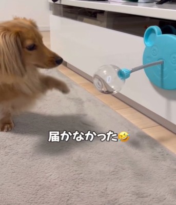 足が届かない犬