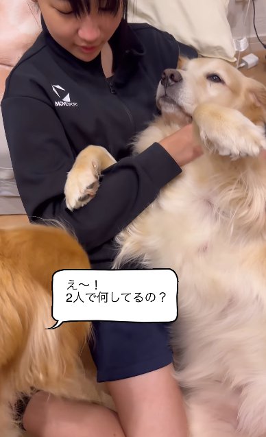 女の子の上でへそ天して甘えるゴールデンレトリバーに近づく別のゴールデンレトリバー