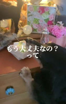 わんこたちは大喜び