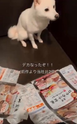 新作を披露する飼い主さん