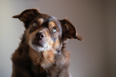 目に濁りのある犬