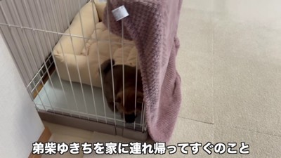 柴犬の子犬をお迎え!
