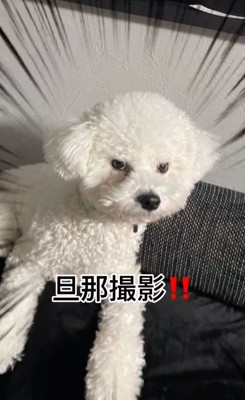 パパが撮ったポテトくん1