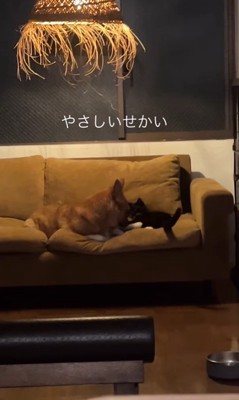 福ちゃんと猫ちゃん2