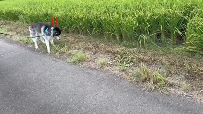 おこめちゃん、バッタにビビる