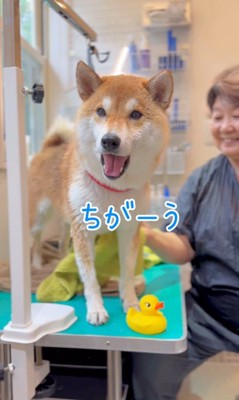 ママさんに文句を言う定春くん5