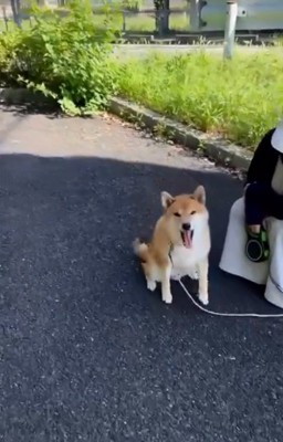 口を開けるぽてとくん