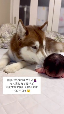 赤ちゃんの顔に鼻を寄せて見守る犬