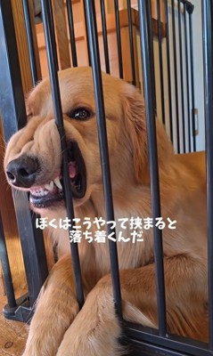 柵に挟まってくつろぐサンタくん7