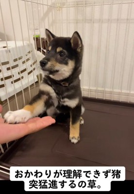 芸の練習中のもずくちゃん4