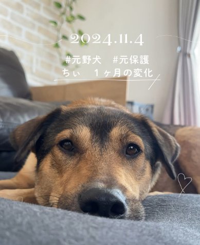 ソファーでくつろぐ大型犬