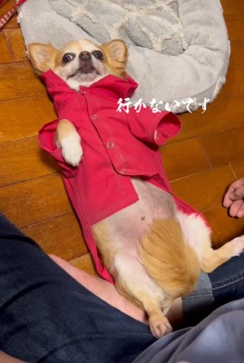 アモちゃんのお散歩拒否