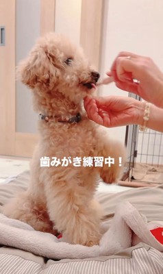 すいーぶ君の成長と変化5