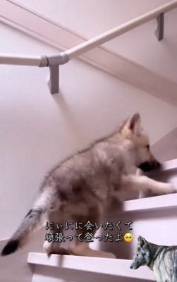 お兄ちゃんに会いたいフューリーくん