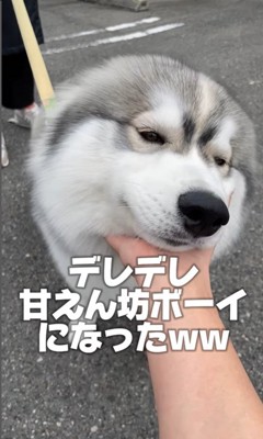 蓮くんの赤ちゃん時代と成長後の姿⑩