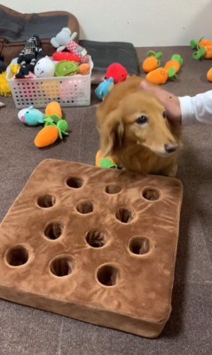 ララちゃんの人参収穫⑩