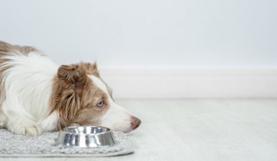 食欲不振の犬