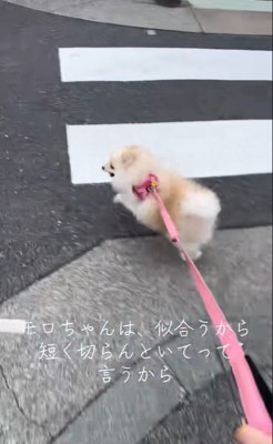 モロちゃんのビフォーアフター2