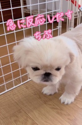 ソワソワするちぷちゃん