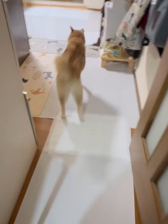 家の中をダッシュ!!